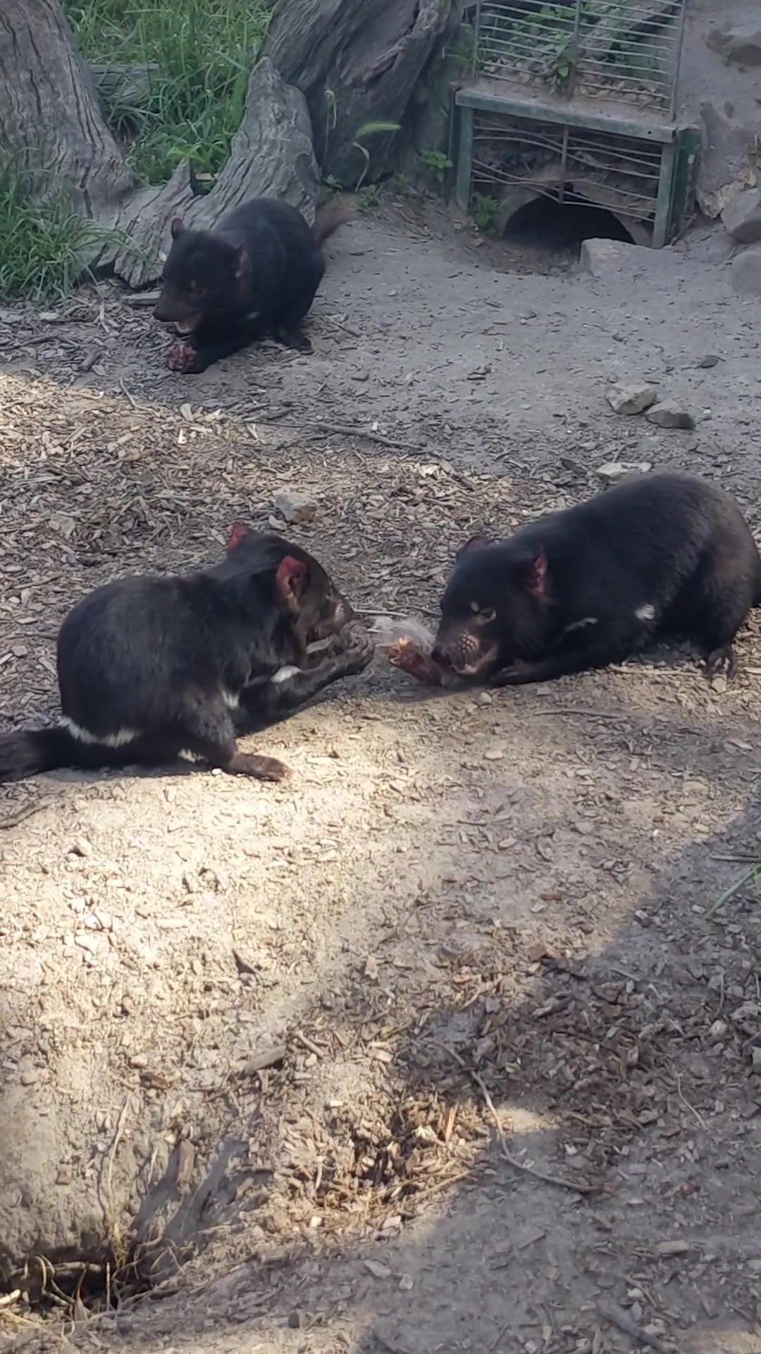 Demonios de Tasmania comiendo en Bonorong Wildlife Sanctuary